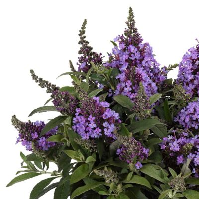 National Plant Network 3.25 in. Buddleia Chrysalis Dwarf Butterfly Steel Blue, 3-Pack