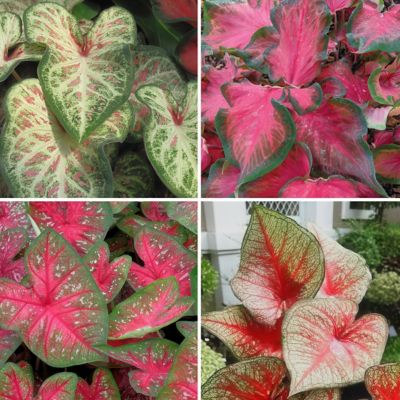National Plant Network 4 in. Caladium Collection, 4-Pack