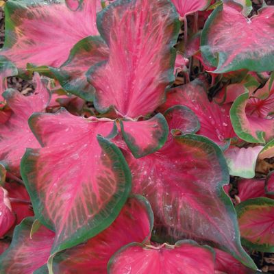 National Plant Network 4 in. Caladium Sangria, 3-Pack