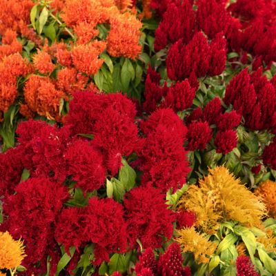 National Plant Network 4 in. Celosia Uptown Funk Celosia Mix, 3-Pack