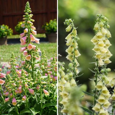 National Plant Network 4 in. Digitalis Arctic Fox Foxglove Collection, 4-Pack