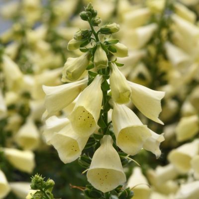 National Plant Network 4 in. Digitalis Arctic Fox Lemon, 3-Pack