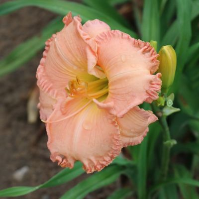 National Plant Network Bareroot Daylily On and On, 3-Pack