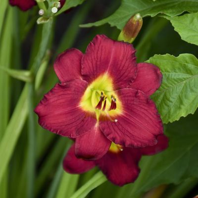 National Plant Network Bareroot Daylily Pardon Me, 3-Pack