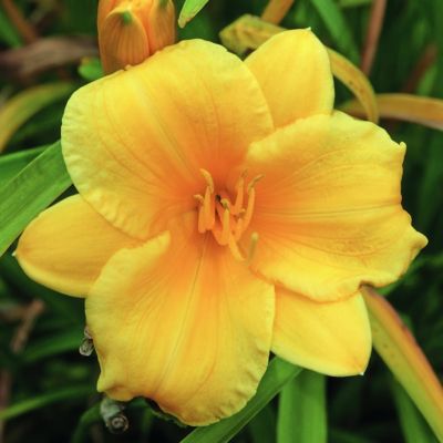 National Plant Network Bareroot Daylily Stella D'Oro, 3-Pack
