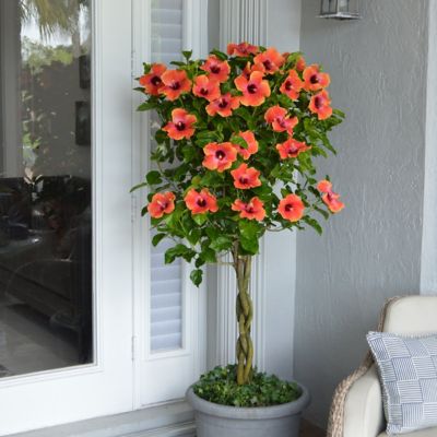 Image showing  2 gal. Hibiscus Fiesta Braided Tree