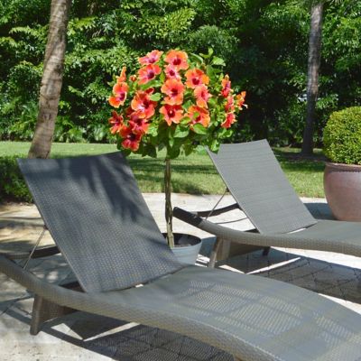 Image showing  2 gal. Hibiscus Fiesta Braided Tree