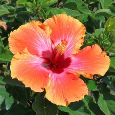 Image showing  2 gal. Hibiscus Fiesta Braided Tree