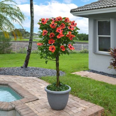 Image showing 5 th National Plant Network 2 gal. Hibiscus Fiesta Braided Tree