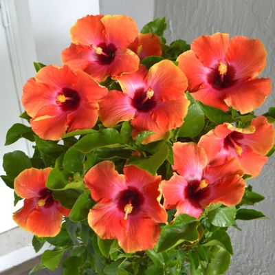 Image showing 6 th National Plant Network 2 gal. Hibiscus Fiesta Braided Tree