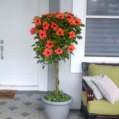 Image showing 7 th National Plant Network 2 gal. Hibiscus Fiesta Braided Tree