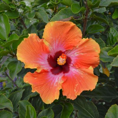 Image showing 8 th National Plant Network 2 gal. Hibiscus Fiesta Braided Tree