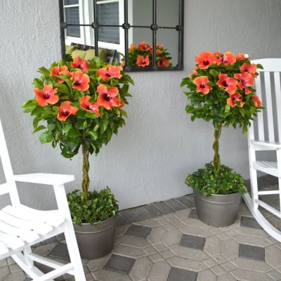 Image showing 9 th National Plant Network 2 gal. Hibiscus Fiesta Braided Tree