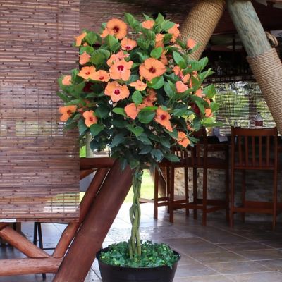 Image showing  2 gal. Hibiscus Peach Braided Tree