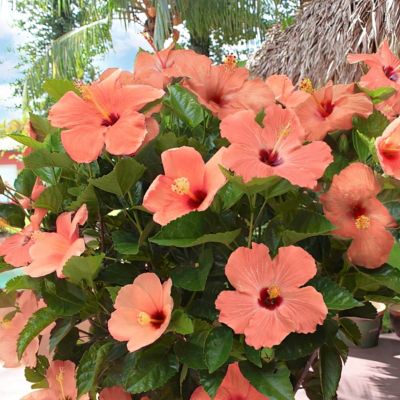 Image showing  2 gal. Hibiscus Peach Braided Tree