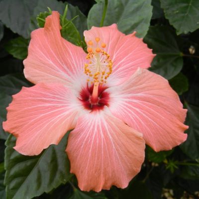 Image showing  2 gal. Hibiscus Peach Braided Tree