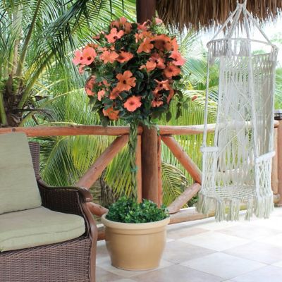 Image showing 5 th National Plant Network 2 gal. Hibiscus Peach Braided Tree