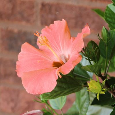 Image showing 6 th National Plant Network 2 gal. Hibiscus Peach Braided Tree