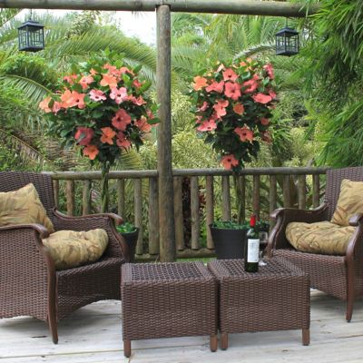 Image showing 7 th National Plant Network 2 gal. Hibiscus Peach Braided Tree