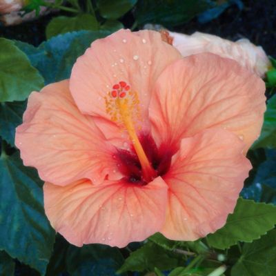 Image showing 8 th National Plant Network 2 gal. Hibiscus Peach Braided Tree