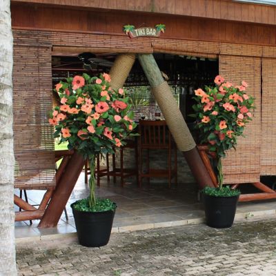 Image showing 9 th National Plant Network 2 gal. Hibiscus Peach Braided Tree