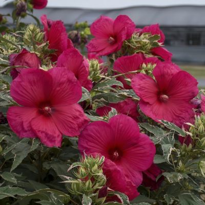 National Plant Network Bareroot Hardy Hibiscus Summer Carnival, 2-Pack