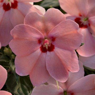National Plant Network 2.5 in. Sunpatiens Vigorous Pink Kiss, 6-Pack