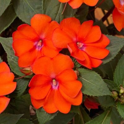 National Plant Network 2.5 in. Sunpatiens Vigorous Corona, 6-Pack