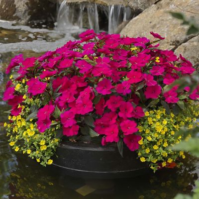 Image showing  2.5 in. Sunpatiens Compact Royal Magenta Improved, 6-Pack