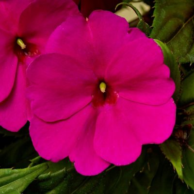 Image showing  2.5 in. Sunpatiens Compact Royal Magenta Improved, 6-Pack