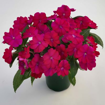 Image showing  2.5 in. Sunpatiens Compact Royal Magenta Improved, 6-Pack
