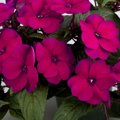 Image showing  2.5 in. Sunpatiens Compact Royal Magenta Improved, 6-Pack
