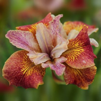 National Plant Network Bareroot Iris Paprikash, 3-Pack