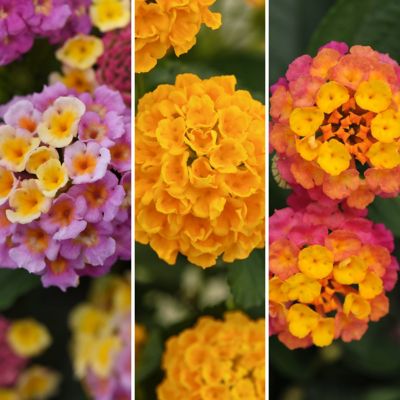 National Plant Network 4 in. Lantana 3-N-1 Lucky Charm, 3-Pack