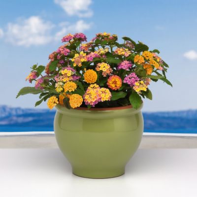 Image showing  4 in. Lantana 3-N-1 Lucky Charm, 3-Pack