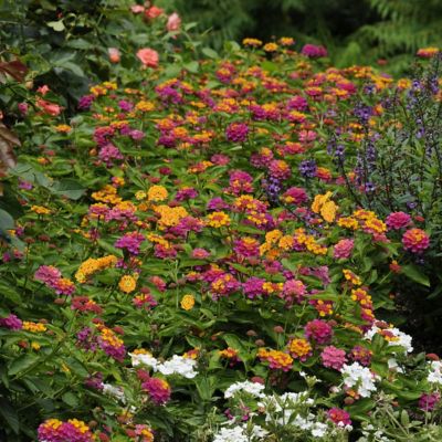 Image showing  4 in. Lantana 3-N-1 Lucky Charm, 3-Pack