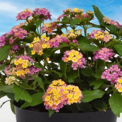 Image showing  4 in. Lantana 3-N-1 Lucky Charm, 3-Pack