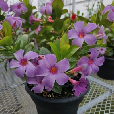 Image showing  4 in. Mandevilla Bluephoria Summer, 3-Pack