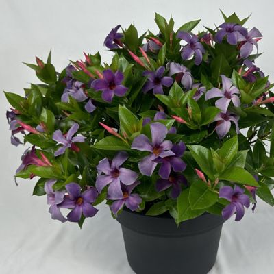 Image showing  4 in. Mandevilla Bluephoria Summer, 3-Pack