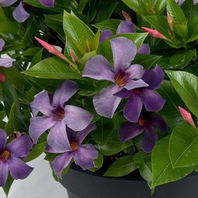 Image showing  4 in. Mandevilla Bluephoria Summer, 3-Pack