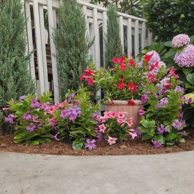 Image showing  4 in. Mandevilla Bluephoria Summer, 3-Pack