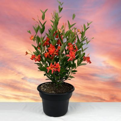 Image showing  4 in. Mandevilla FiredUp Orange, 3-Pack