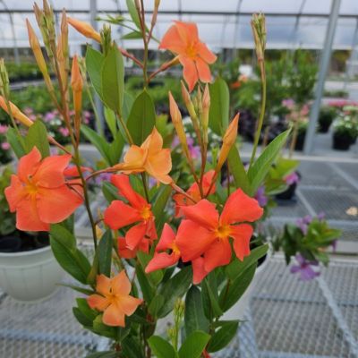 Image showing  4 in. Mandevilla FiredUp Orange, 3-Pack