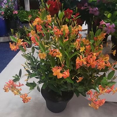 Image showing  4 in. Mandevilla FiredUp Orange, 3-Pack