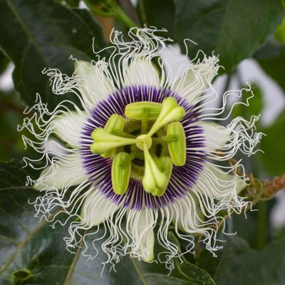 National Plant Network 1 gal. Passiflora Poppin Passion