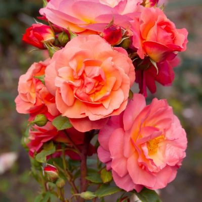 National Plant Network Bareroot Livin' Easy Rose, 2-Pack