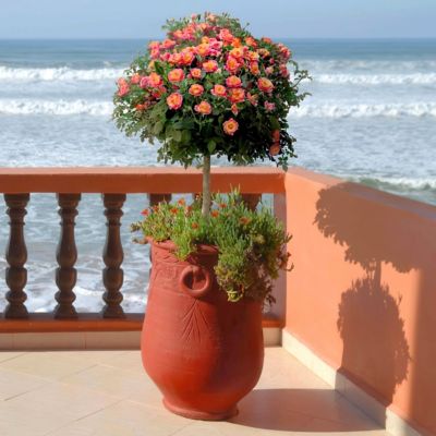 National Plant Network Bareroot Rainbow MiniFlora Patio Tree Rose