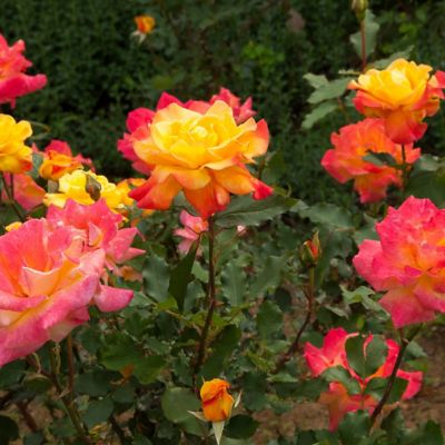 Image showing  Bareroot Rainbow MiniFlora Patio Tree Rose