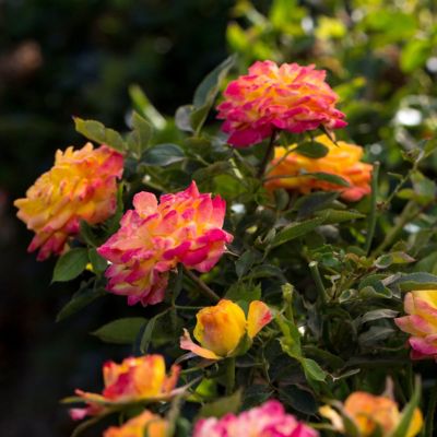 Image showing  Bareroot Rainbow MiniFlora Patio Tree Rose
