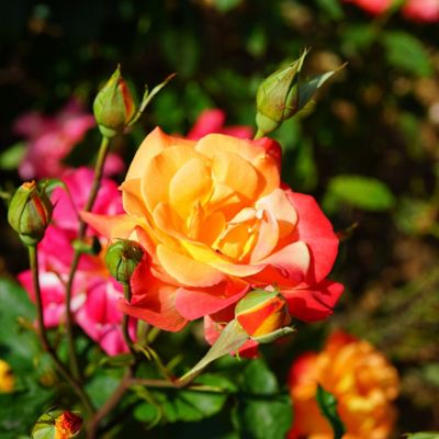 Image showing  Bareroot Rainbow MiniFlora Patio Tree Rose